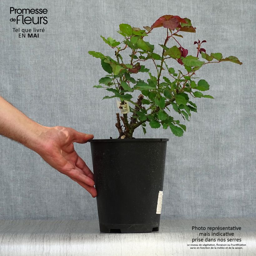 Rosal Berthe Morisot Maceta 3L/4L Ejemplar entregado en la primavera