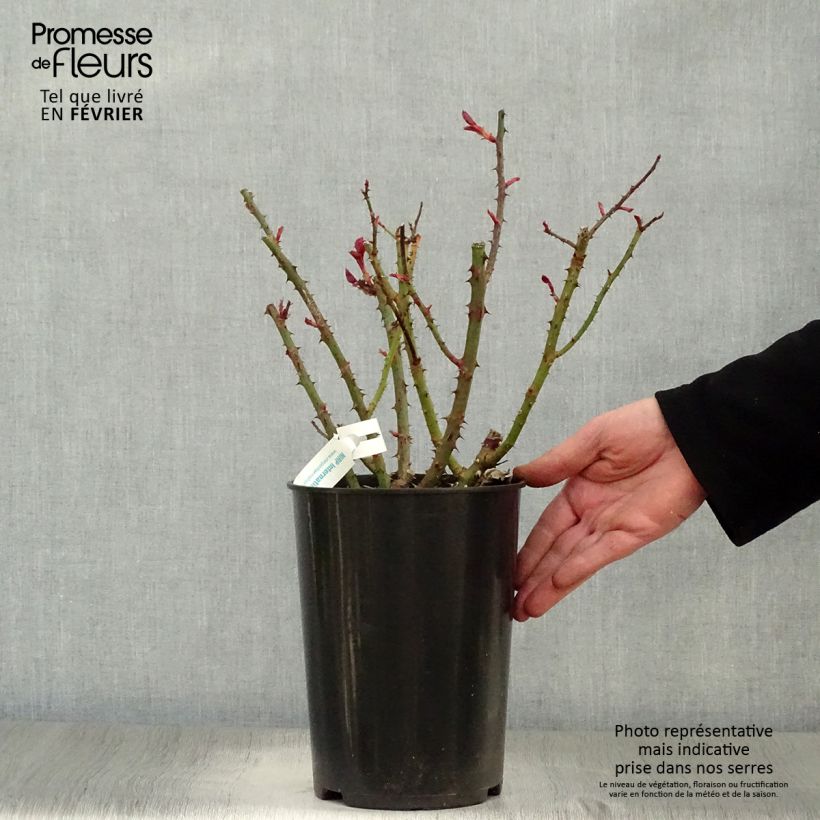 Rosal Blue Girl Maceta 4L/5L Ejemplar entregado en invierno