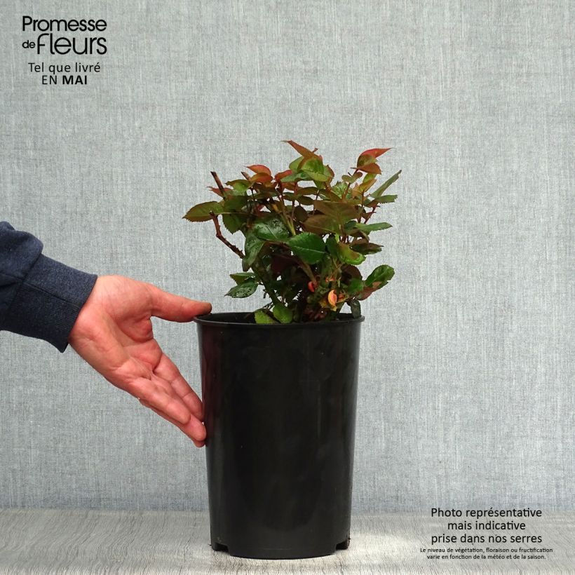 Rosal Blue Girl Maceta 4L/5L Ejemplar entregado en la primavera