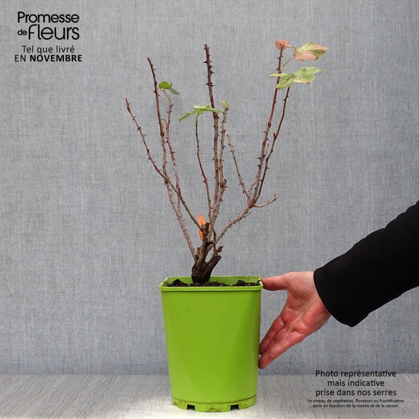 Ejemplar de Rosal Bolshoï Maceta 4L/5L entregado en otoño