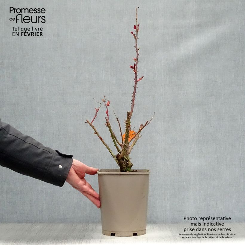 Rosal Bolshoï Maceta 4L/5L Ejemplar entregado en invierno