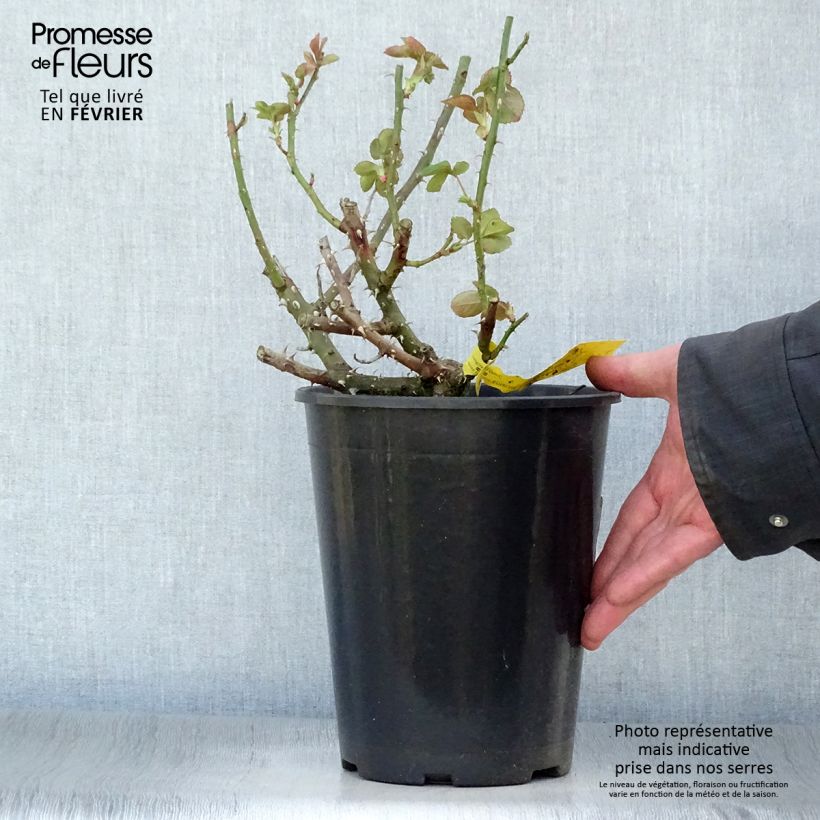 Rosal Boréale Maceta 4L/5L Ejemplar entregado en invierno