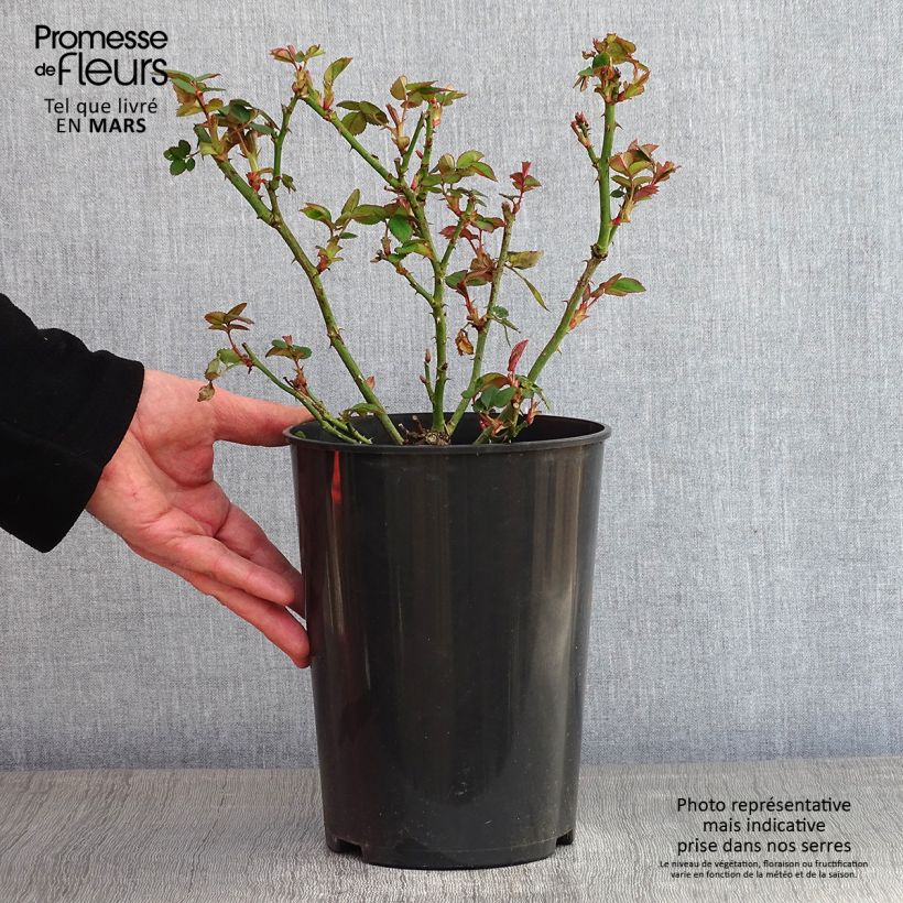 Rosal Borneo Odore Maceta 4L/5L Ejemplar entregado en invierno