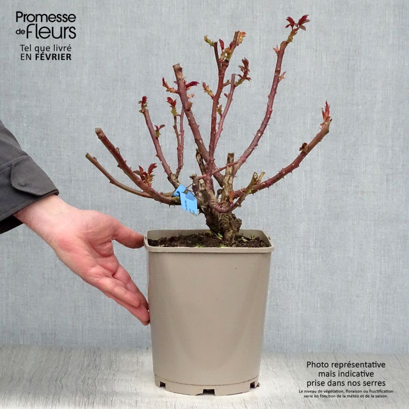 Rosal Bossuet Aigle de Meaux Maceta 4L/5L Ejemplar entregado en invierno