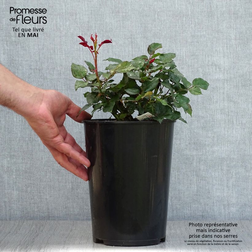 Rosal Broceliande Maceta 4L/5L Ejemplar entregado en la primavera