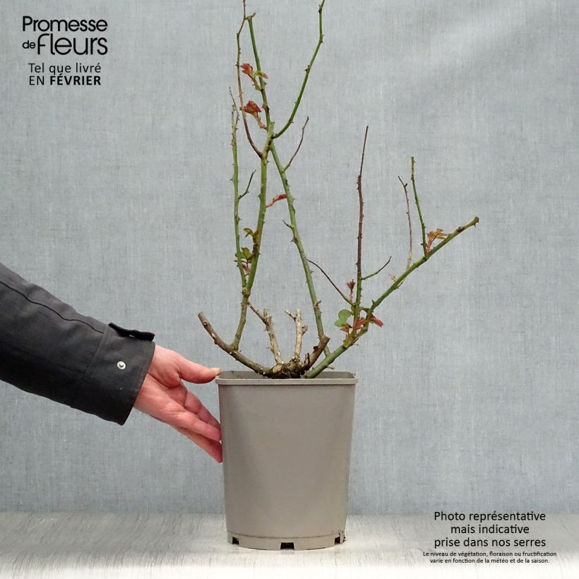 Rosal Catherine Deneuve Maceta 4L/5L Ejemplar entregado en invierno