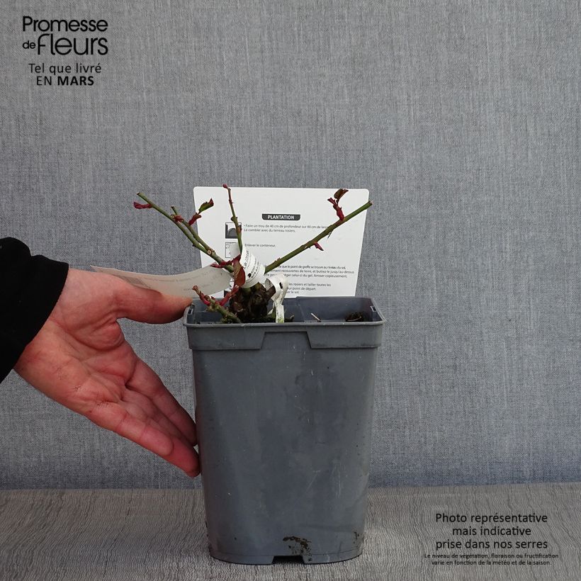 Rosal Chartreuse de Parme Maceta 3L/4L Ejemplar entregado en invierno