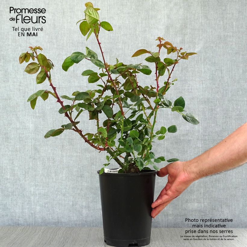 Rosal Chartreuse de Parme Maceta 3L/4L Ejemplar entregado en la primavera