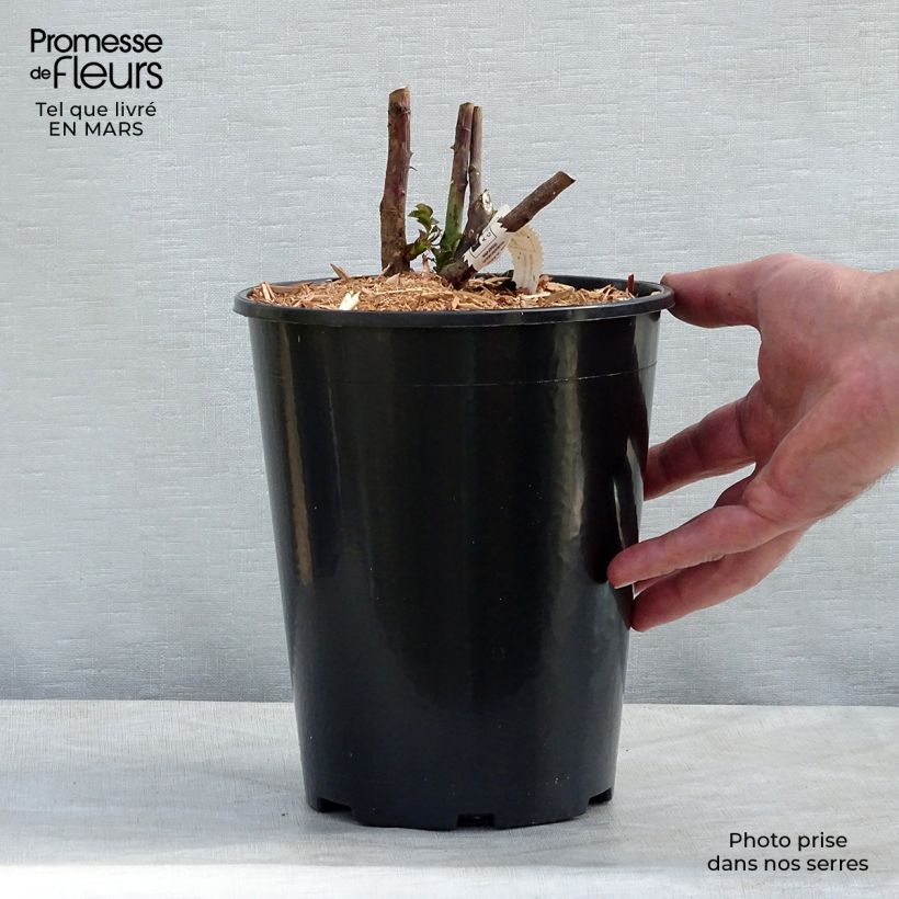 Rosal Château de Cheverny Maceta 3L/4L Ejemplar entregado en la primavera