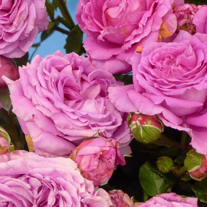 Rosal Claire Marshall (Floración)