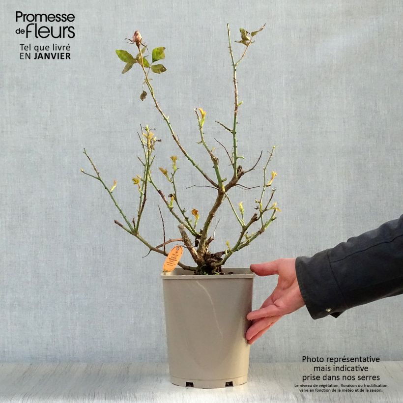 Rosal Claude Brasseur Maceta 4L/5L Ejemplar entregado en invierno
