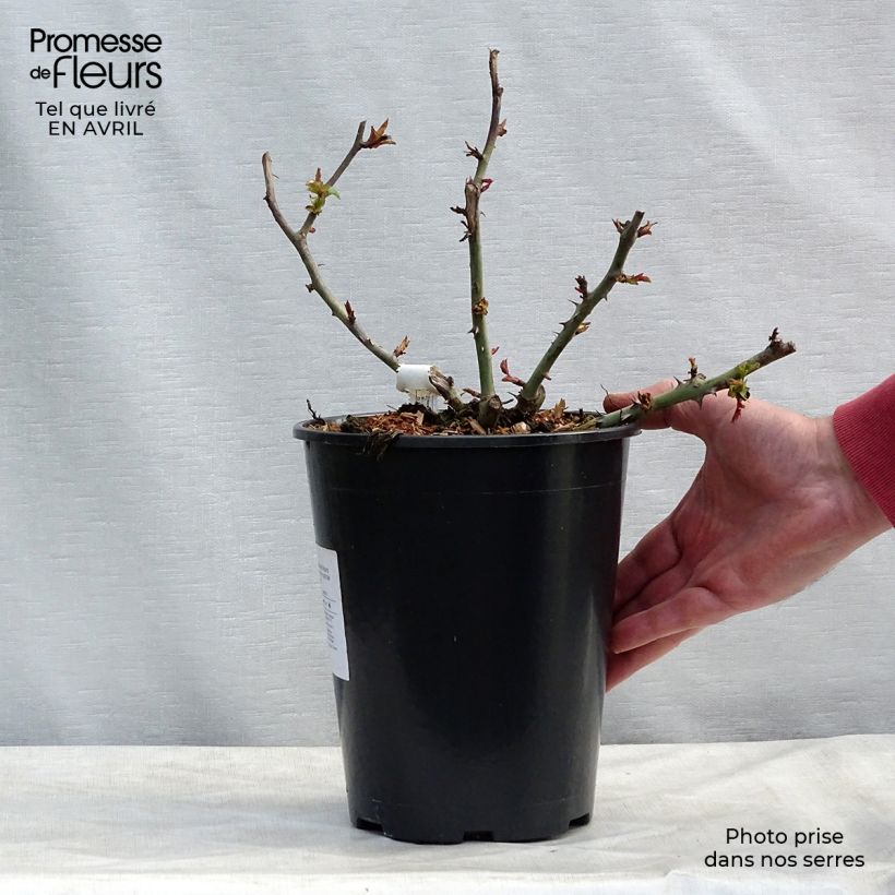 Rosal Claude Monet Maceta 3L/4L Ejemplar entregado en la primavera