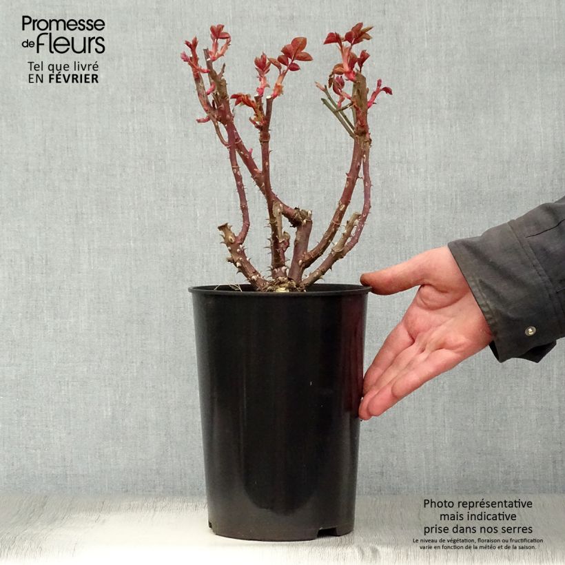 Rosal Eleganza (Courage) Maceta 4L/5L Ejemplar entregado en invierno