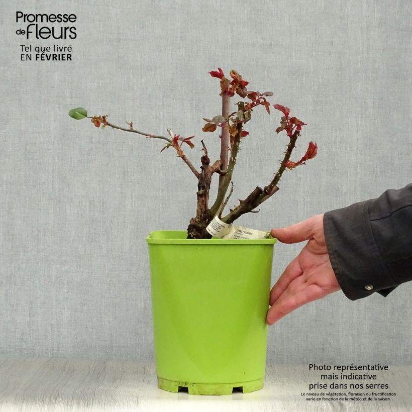 Rosal Crazy Fashion Maceta 4L/5L Ejemplar entregado en invierno