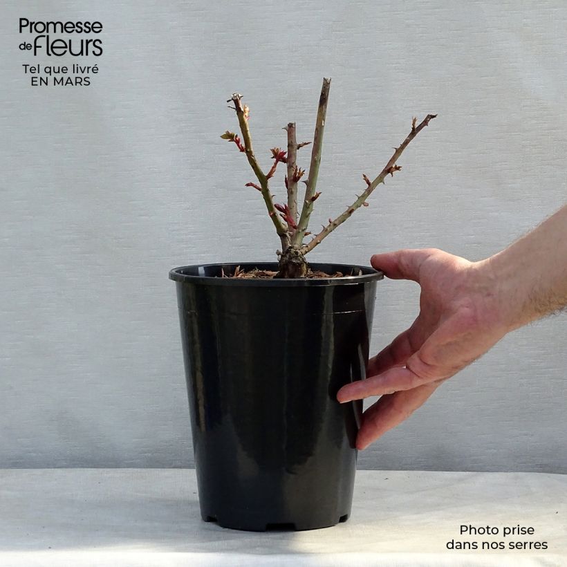 Rosal Criterion Maceta 4L/5L Ejemplar entregado en invierno
