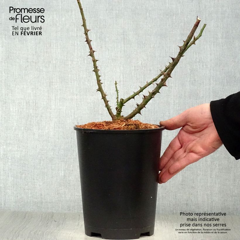 Rosal Dame de Coeur Maceta 4L/5L Ejemplar entregado en invierno