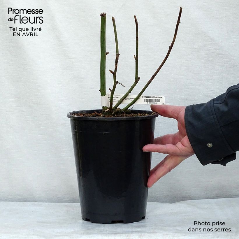 Rosal Dioressence Maceta 4L/5L Ejemplar entregado en la primavera