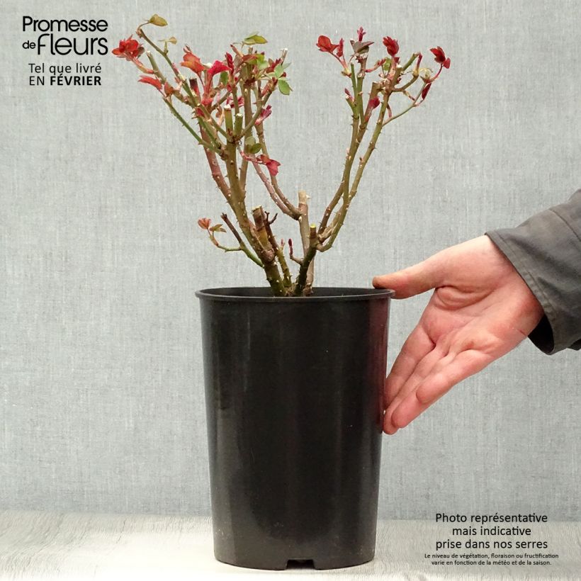 Rosal Elaine Paige Maceta 4L/5L Ejemplar entregado en invierno