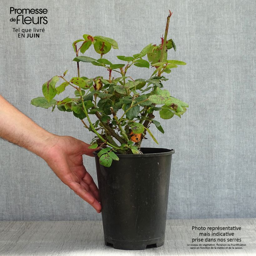 Rosal Elégance Française Maceta 4L/5L Ejemplar entregado en la primavera