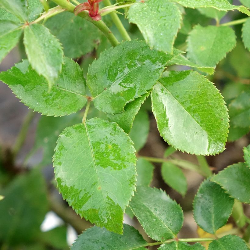 Rosal Espoir d'Anjou (Follaje)