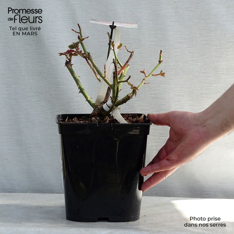 Rosal Gilles de Brissac Maceta 4L/5L Ejemplar entregado en la primavera