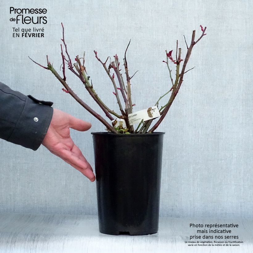 Rosal Grande Classe Maceta 4L/5L Ejemplar entregado en invierno