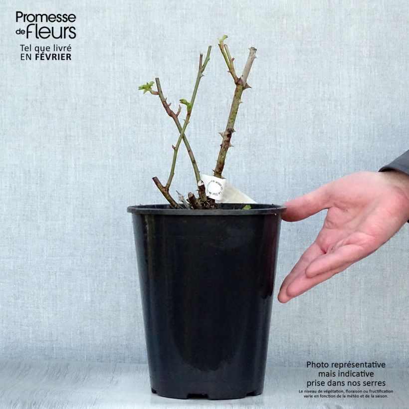 Rosal Guillaume Gomez Maceta 4L/5L Ejemplar entregado en invierno