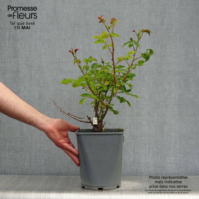 Rosal Guillaume Gomez Maceta 4L/5L Ejemplar entregado en la primavera