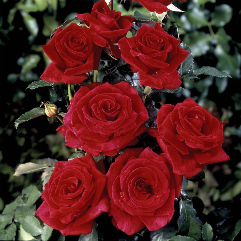 Rosal Hacienda (Floración)