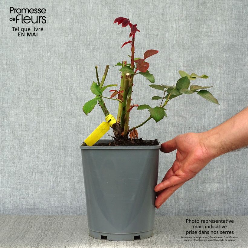 Rosal Hacienda Maceta 4L/5L Ejemplar entregado en la primavera