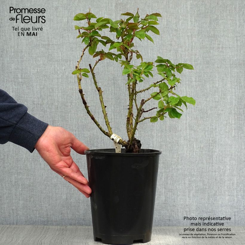 Rosal Henri Matisse Maceta 3L/4L Ejemplar entregado en la primavera