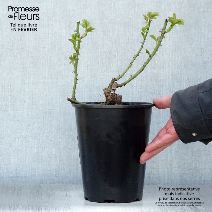 Rosal Ibiza Maceta 4L/5L Ejemplar entregado en invierno