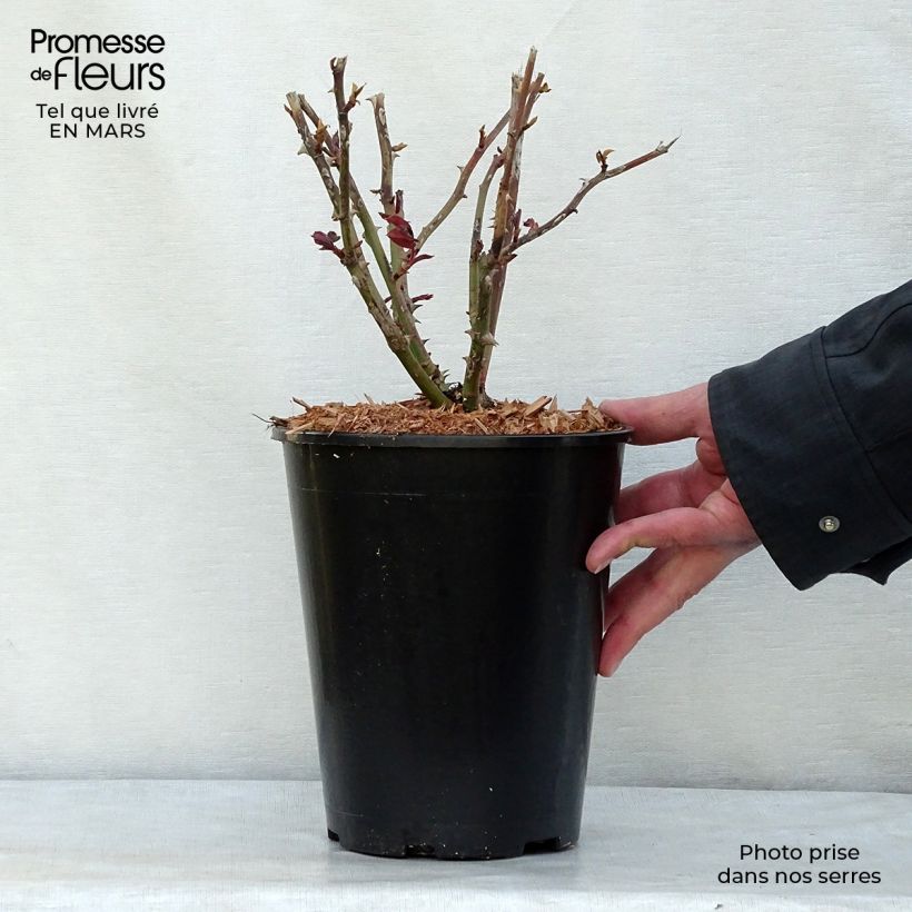 Rosal Ingrid Bergman Maceta 4L/5L Ejemplar entregado en la primavera