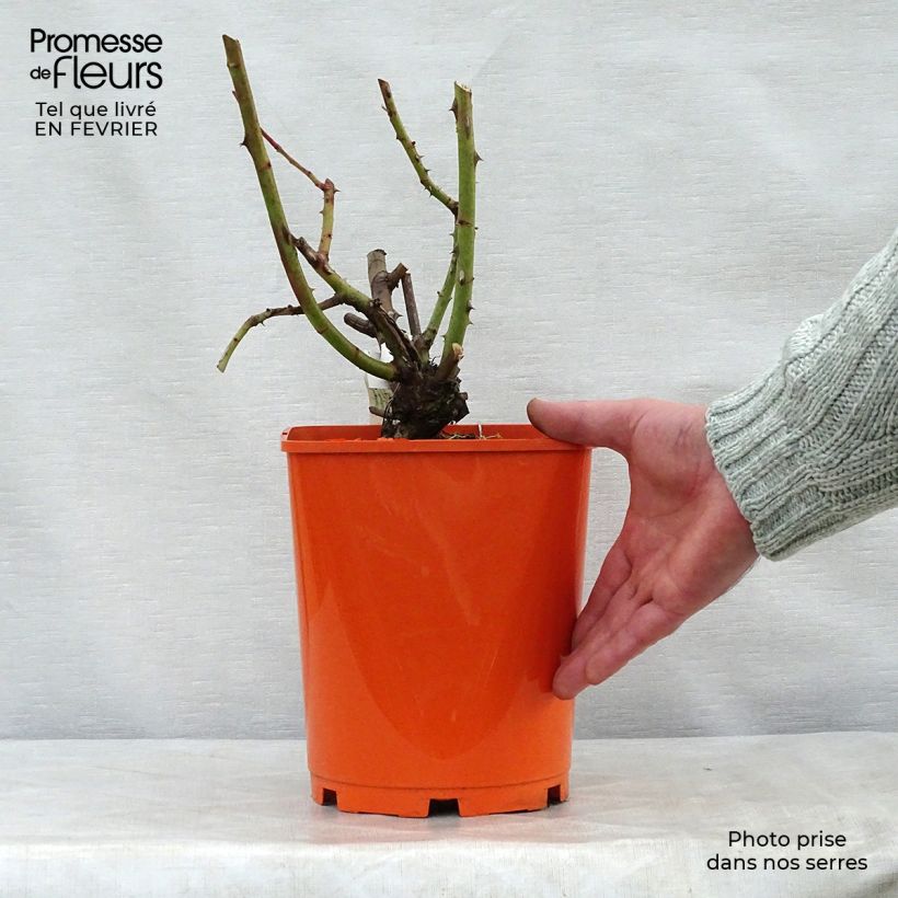 Rosal Jingle Bells Maceta 4L/5L Ejemplar entregado en invierno