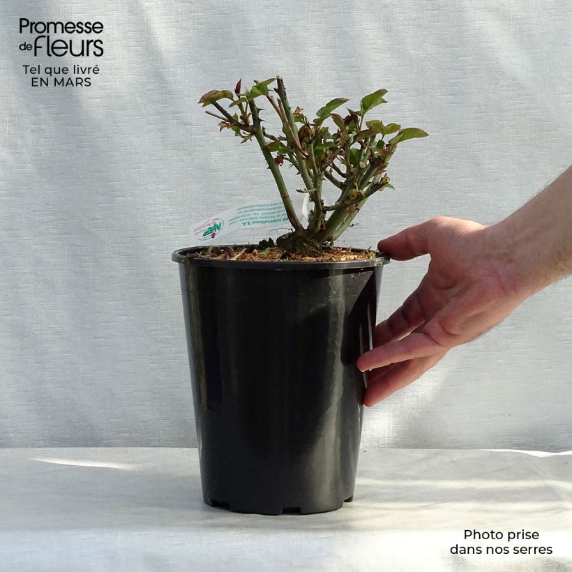 Rosal Jules Verne Maceta 4L/5L Ejemplar entregado en la primavera