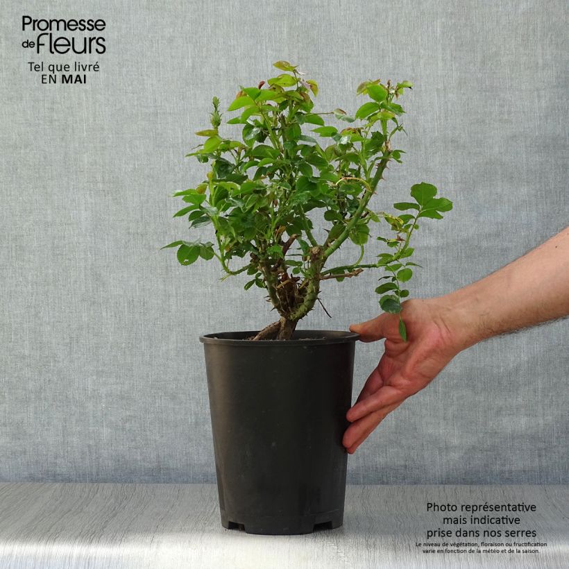 Rosal Ketchup & Mustard Maceta 4L/5L Ejemplar entregado en la primavera