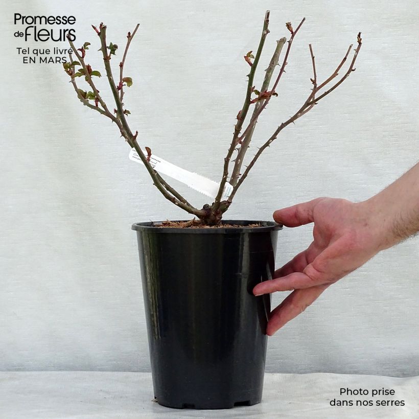 Rosal La Rose de Molinard Maceta 4L/5L Ejemplar entregado en la primavera