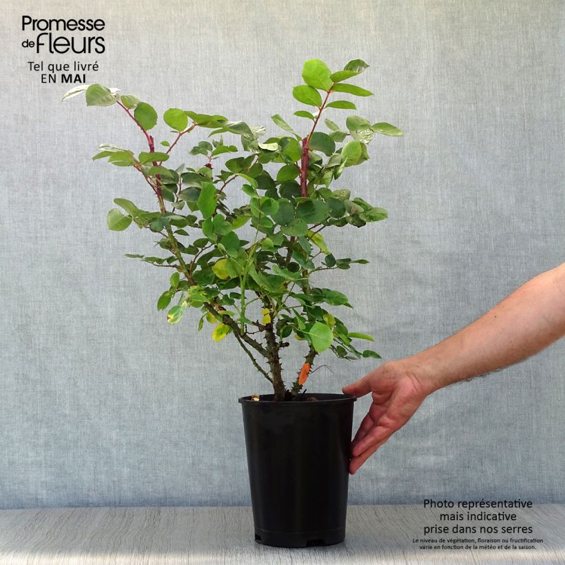 Rosal Laeticia Casta Maceta 4L/5L Ejemplar entregado en la primavera