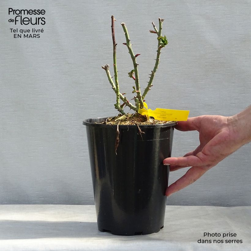 Rosal Les Années Folles Fox Trot Maceta 4L/5L Ejemplar entregado en invierno