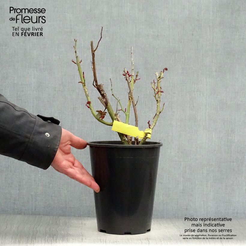 Rosal Les Années Folles La Garçonne Maceta 4L/5L Ejemplar entregado en invierno