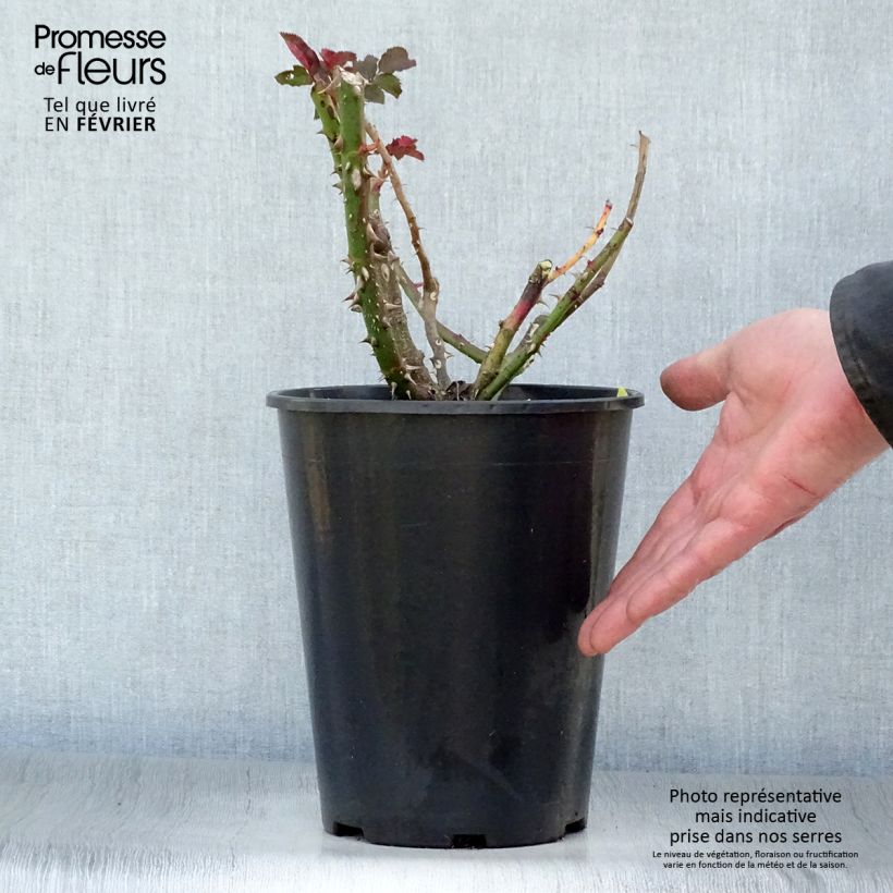 Rosal Les Années Folles La Rotonde Maceta 4L/5L Ejemplar entregado en invierno