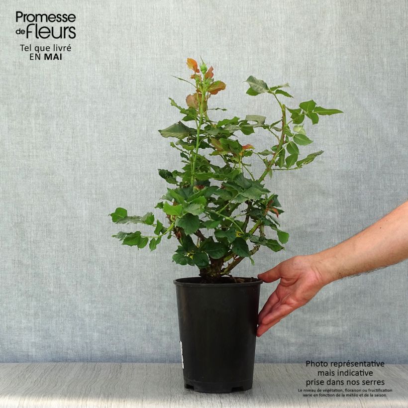 Rosal Les Années Folles La Rotonde Maceta 4L/5L Ejemplar entregado en la primavera