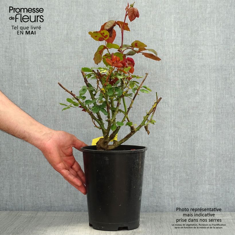 Rosal Les Années Folles Mistinguett Maceta 4L/5L Ejemplar entregado en la primavera