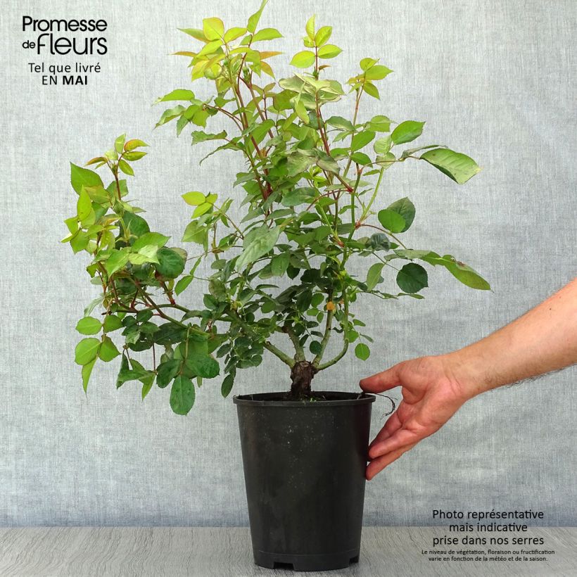 Rosal Les Années Folles Music Hall Maceta 4L/5L Ejemplar entregado en la primavera