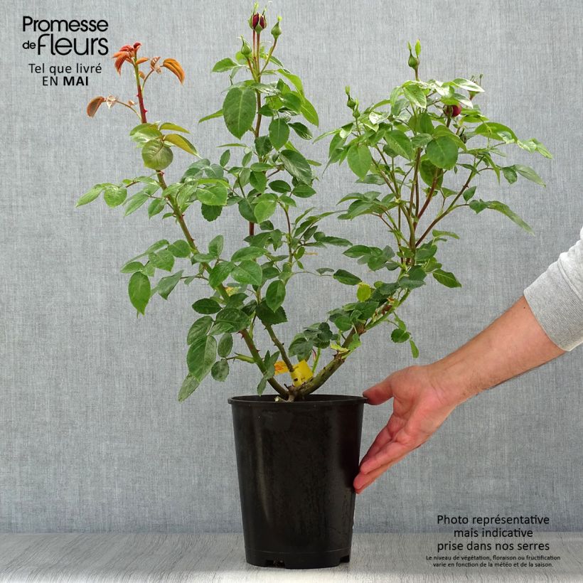 Rosal Les Années Folles Trocadéro Maceta 4L/5L Ejemplar entregado en la primavera