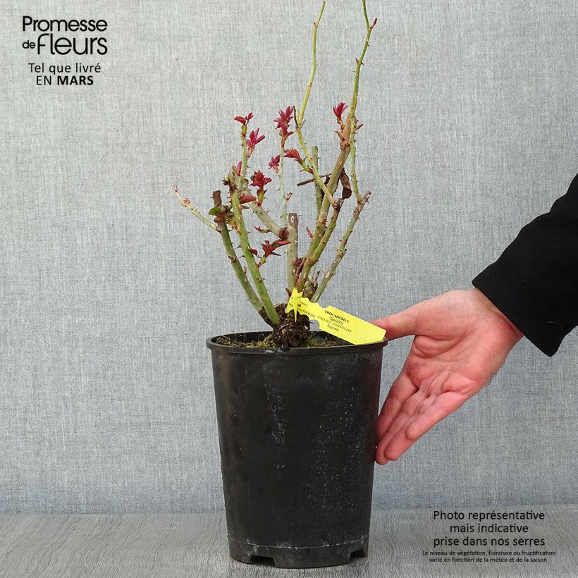 Rosal Les Années Folles Trocadéro Maceta 4L/5L Ejemplar entregado en invierno