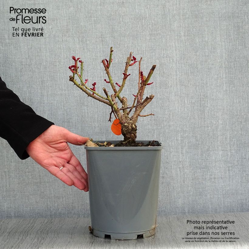 Rosal Line Renaud Maceta 4L/5L Ejemplar entregado en invierno