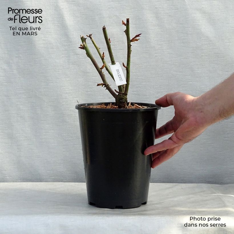 Rosal Louis de Funes Maceta 4L/5L Ejemplar entregado en la primavera