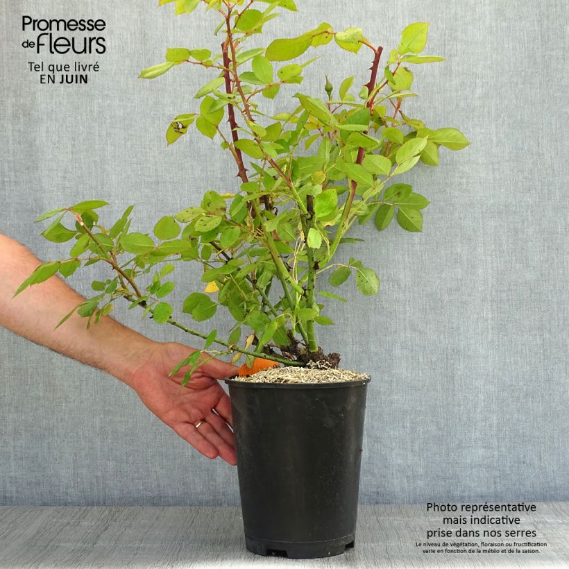 Rosal Lyon Lumières Maceta 4L/5L Ejemplar entregado en la primavera