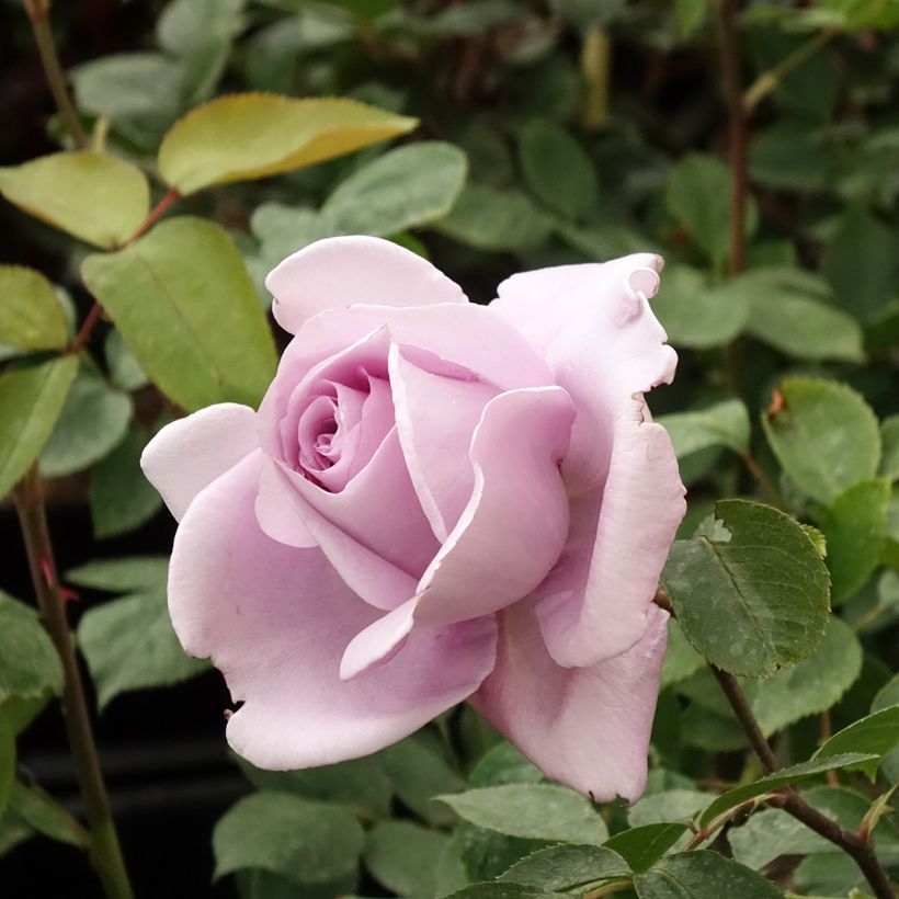 Rosal Mamy Blue (Floración)